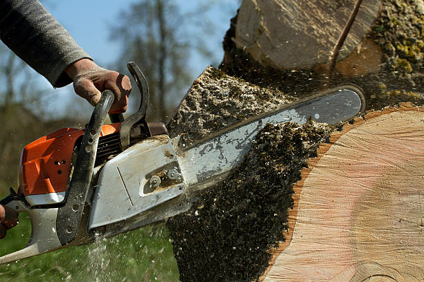 Best Tree Care Services  in Rossville, GA